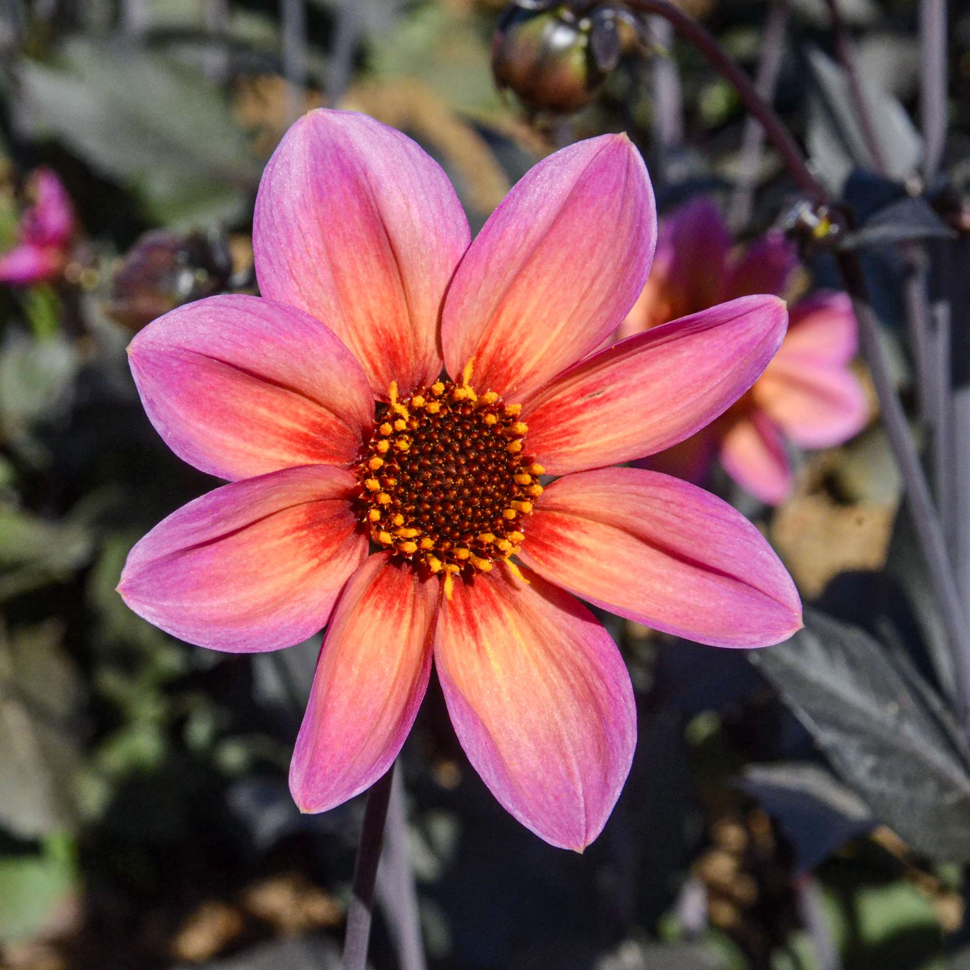 Dahlia 'Tropic and black'